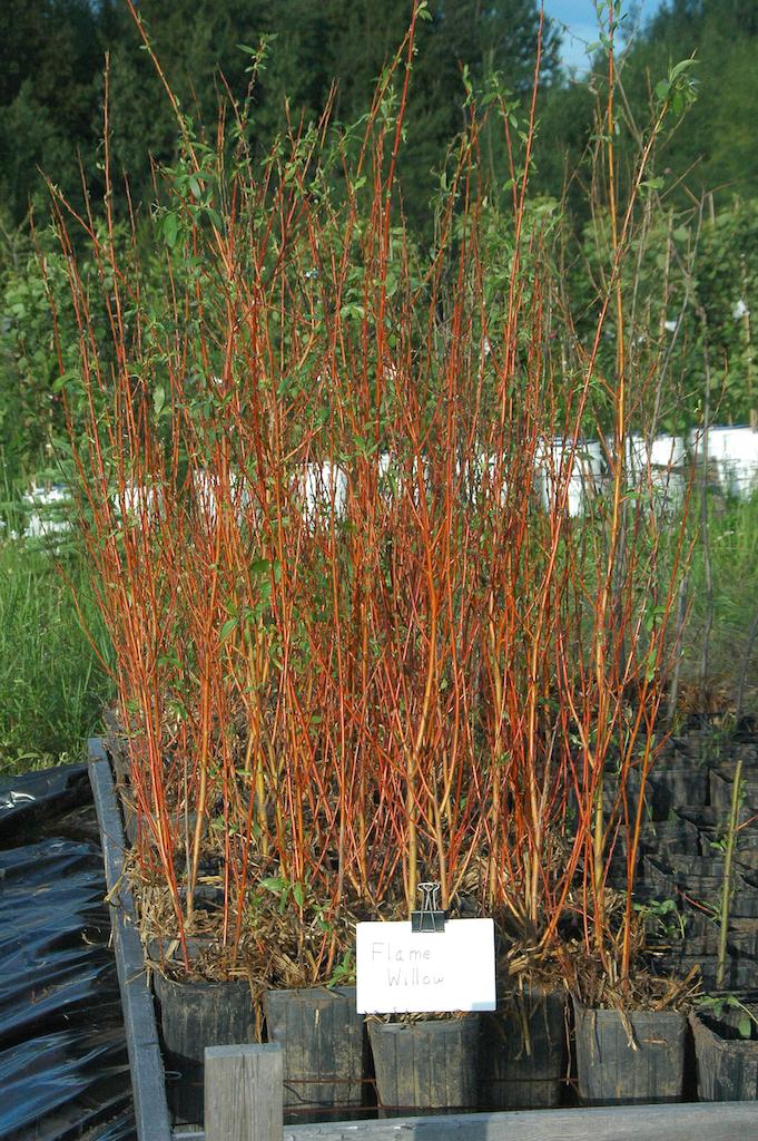 Flame Willow