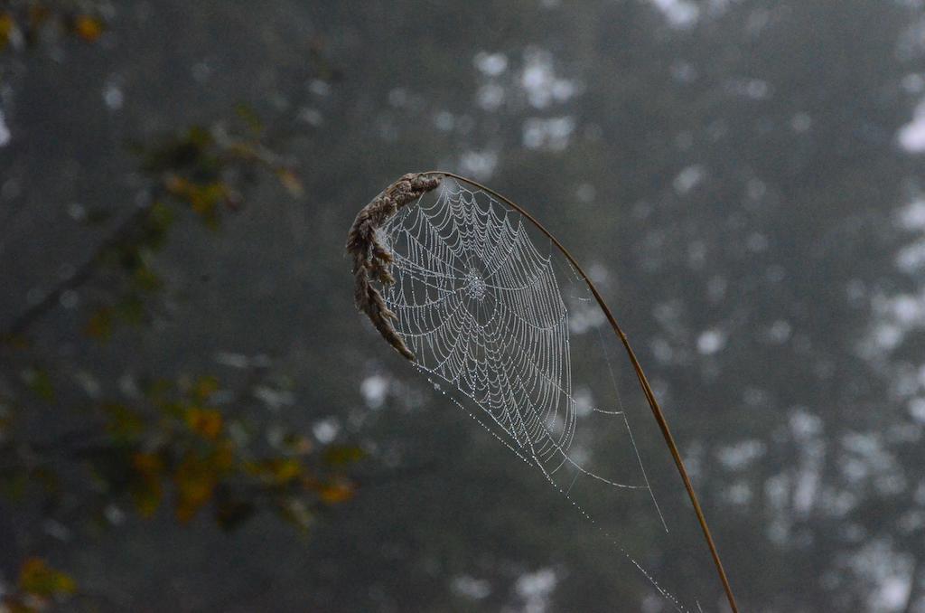 Dew on web