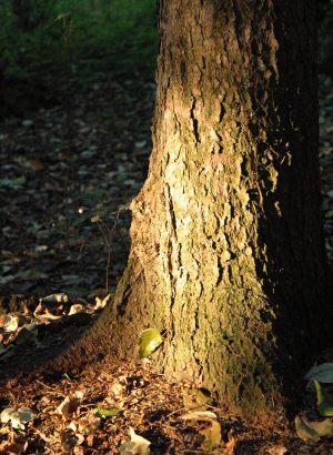 Sun Light on stump